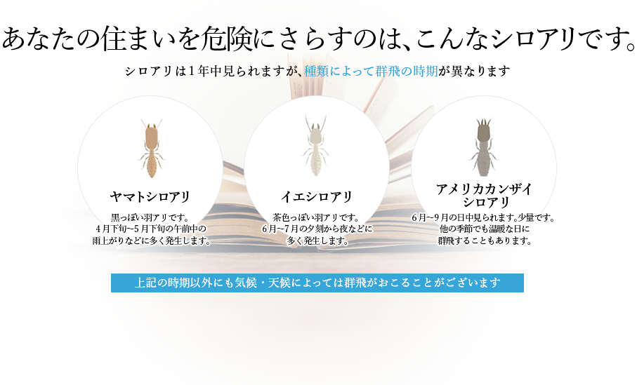 あなたの住まいを危険にさらすのは、こんなシロアリです。